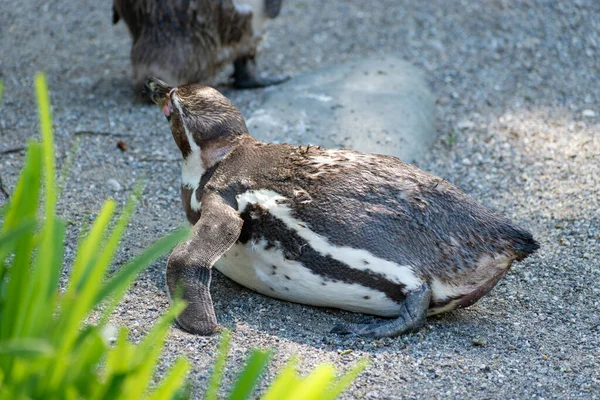 Zurique Suíça Agosto 2023 Pinguins Humboldt Spheniscus Humboldti Dia Ensolarado — Fotografia de Stock