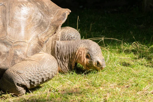Zurich Suisse Août 2023 Galapagos Tortoise Chelonoidis Nigra Par Une — Photo