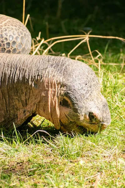 Zurich Suisse Août 2023 Galapagos Tortoise Chelonoidis Nigra Par Une — Photo