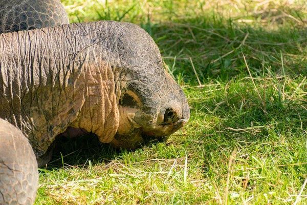 Zürich Zwitserland Augustus 2023 Galapagos Schildpad Chelonoidis Nigra Een Zonnige — Stockfoto