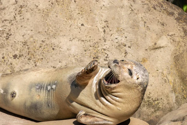 Zurych Szwajcaria Sierpnia 2023 Harbor Seal Lub Phoca Vitulina Vitulina — Zdjęcie stockowe