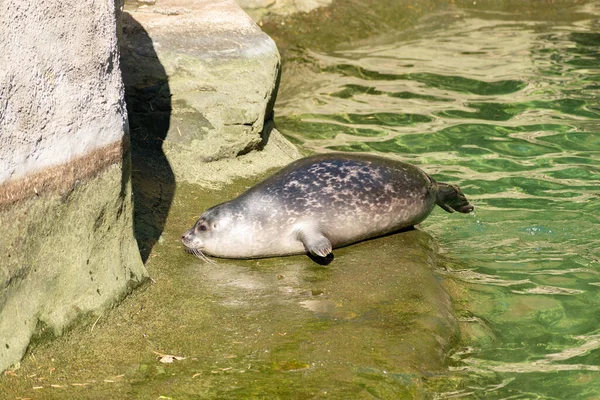 Zurich Switzerland August 2023 Harbor Seal Phoca Vitulina Vitulina Sunny — Stock Photo, Image