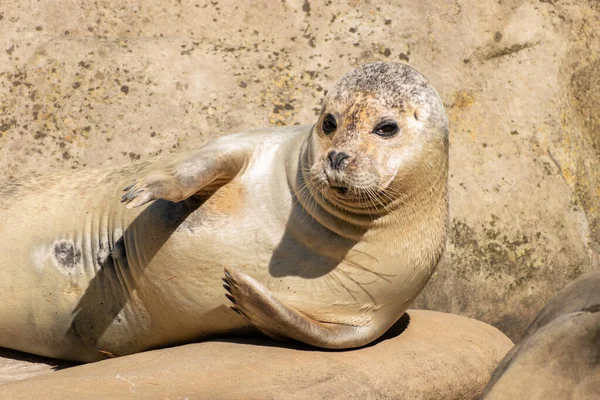 Zurich Switzerland August 2023 Harbor Seal Phoca Vitulina Vitulina Sunny — Stock Photo, Image