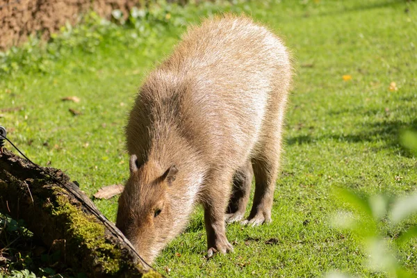 Zürih Sviçre Ağustos 2023 Capybara Veya Hydrochoerus Hydrochaeris Güneşli Bir — Stok fotoğraf