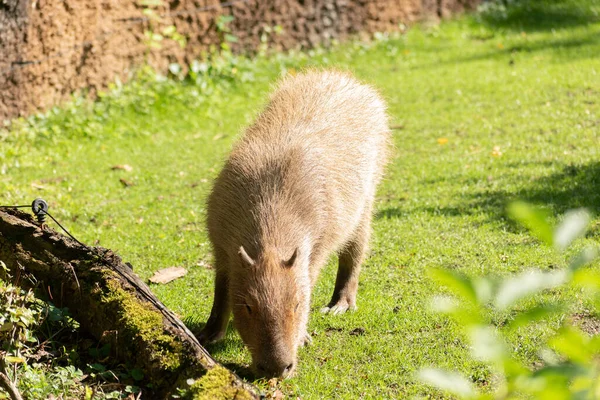 Zürich Schweiz August 2023 Capybara Oder Hydrochoerus Hydrochaeris Einem Sonnigen — Stockfoto