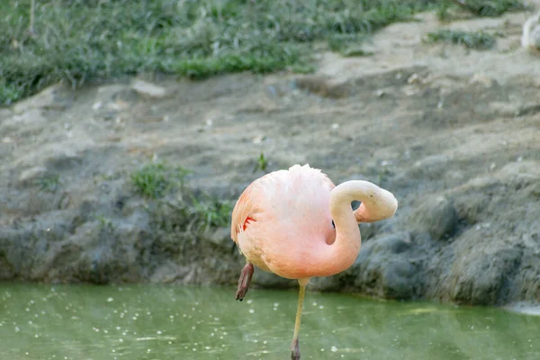 Zurique Suíça Agosto 2023 Flamingo Chileno Phoenicopterus Chilensis Dia Ensolarado — Fotografia de Stock