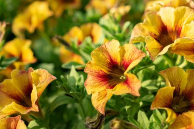 Mainau, Almanya, 20 Temmuz 2023 Güzel bir parkta Petunia X Atkinsiana çiçekleri