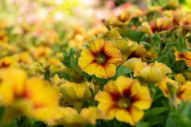 Mainau, Almanya, 20 Temmuz 2023 Güzel bir parkta Petunia X Atkinsiana çiçekleri