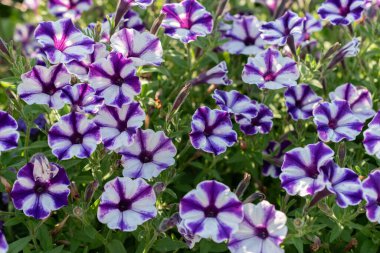 Mainau, Almanya, 20 Temmuz 2023 Güzel bir parkta Petunia X Atkinsiana çiçekleri