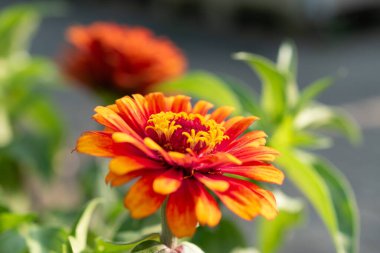 Mainau, Almanya, 20 Temmuz 2023 Renkli Zinnia Elegalıları güzel bir parkta çiçek açtılar.