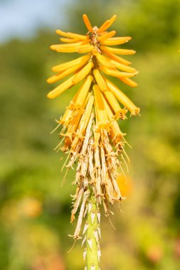 Mainau, Almanya, 20 Temmuz 2023 Kniphofia çiçeği güneşli bir günde parkta