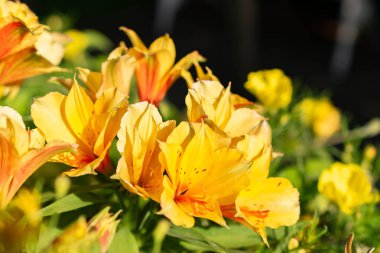 Mainau, Almanya, 20 Temmuz 2023 Güneşli bir günde botanik bahçesinde