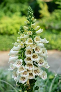 Mainau, Almanya, 20 Temmuz 2023 Güneşli bir günde botanik bahçesinde