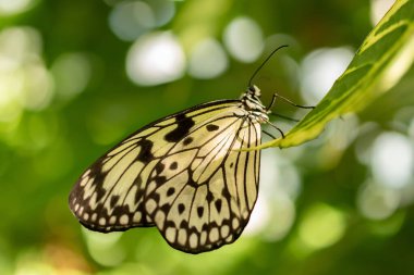 Mainau, Almanya, 20 Temmuz 2023 Tropikal bir evde güzel bir kelebek