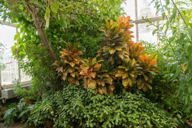 Mainau, Almanya, 20 Temmuz 2023 Bir tropikal evde egzotik bitkiler sergileniyor