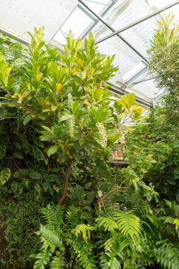 Mainau, Almanya, 20 Temmuz 2023 Bir tropikal evde egzotik bitkiler sergileniyor