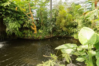 Mainau, Almanya, 20 Temmuz 2023 Tropik evdeki küçük göl