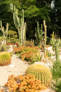 Mainau, Almanya, 20 Temmuz 2023 Sevimli bir parkta farklı kaktüsler