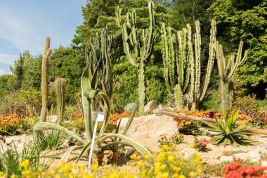Mainau, Almanya, 20 Temmuz 2023 Sevimli bir parkta farklı kaktüsler