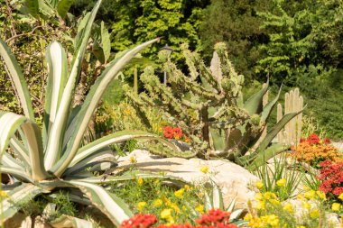 Mainau, Almanya, 20 Temmuz 2023 Sevimli bir parkta farklı kaktüsler