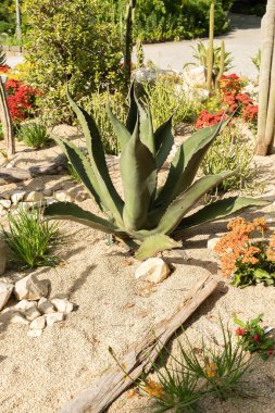 Mainau, Almanya, 20 Temmuz 2023 Tipik çöl bitkileri güzel bir parkta sergileniyor.