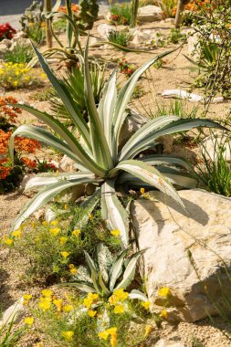 Mainau, Almanya, 20 Temmuz 2023 Tipik çöl bitkileri güzel bir parkta sergileniyor.