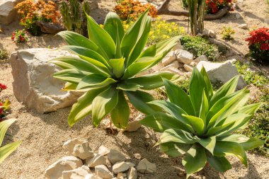 Mainau, Almanya, 20 Temmuz 2023 Tipik çöl bitkileri güzel bir parkta sergileniyor.