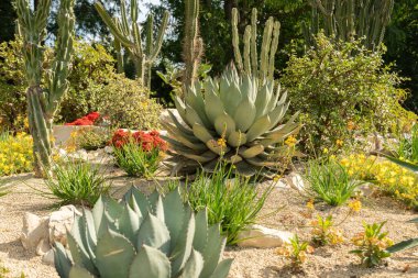 Mainau, Almanya, 20 Temmuz 2023 Tipik çöl bitkileri güzel bir parkta sergileniyor.