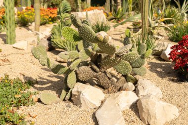 Mainau, Almanya, 20 Temmuz 2023 Sevimli bir parkta farklı kaktüsler