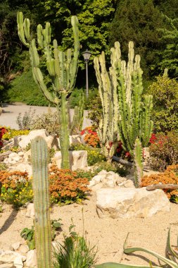 Mainau, Almanya, 20 Temmuz 2023 Sevimli bir parkta farklı kaktüsler
