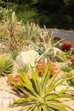 Mainau, Almanya, 20 Temmuz 2023 Tipik çöl bitkileri güzel bir parkta sergileniyor.