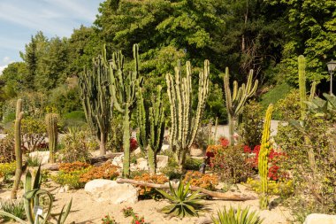 Mainau, Almanya, 20 Temmuz 2023 Sevimli bir parkta farklı kaktüsler