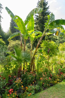 Mainau, Almanya, 20 Temmuz 2023 Kırsal bir parkta taze muzlar yetişiyor