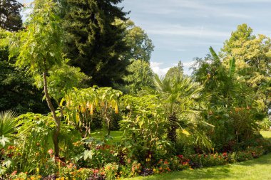 Mainau, Almanya, 20 Temmuz 2023 Büyüleyici çiçekler ve güzel bir parktaki farklı tarlalar