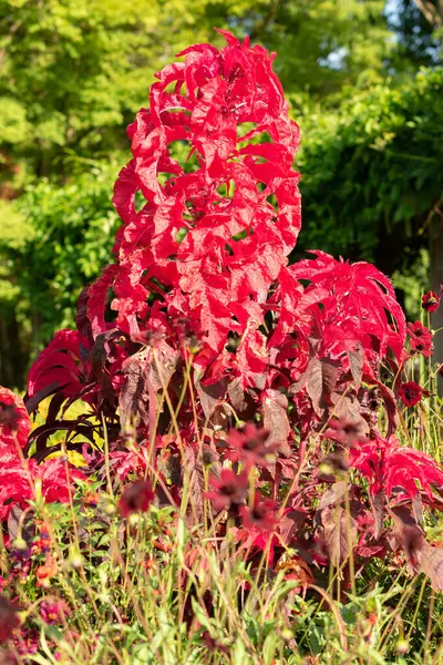 Mainau Niemcy Lipca 2023 Kwiat Ogrodzie Botanicznym Słoneczny Dzień — Zdjęcie stockowe
