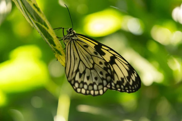 Майнау Германия Июля 2023 Красивая Бабочка Тропическом Доме — стоковое фото