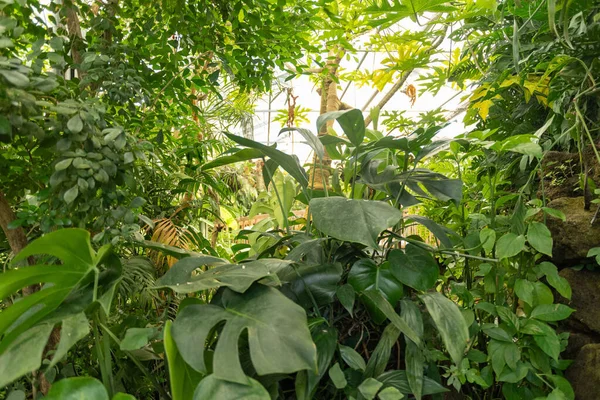 Mainau Německo Července 2023 Exotické Rostliny Jsou Vystaveny Tropickém Domě — Stock fotografie