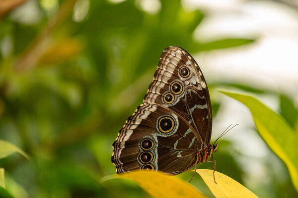 Mainau, Germany, July 20, 2023 Beautiful butterfly in a tropical house