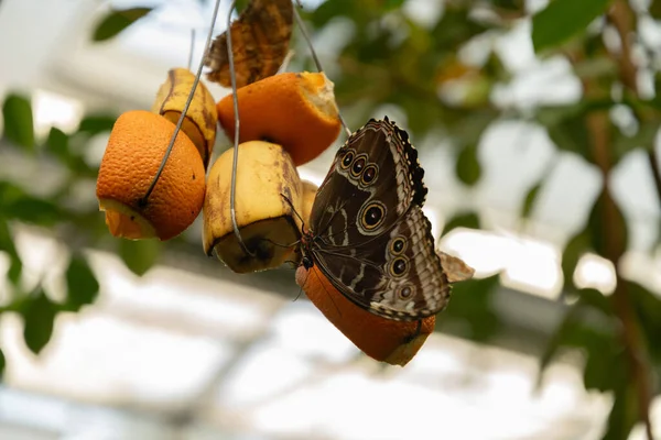 Майнау Германия Июля 2023 Красивая Бабочка Тропическом Доме — стоковое фото