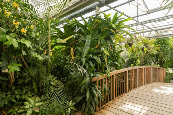 Mainau Germany July 2023 Exotic Plants Exhibited Tropical House — Stock Photo, Image