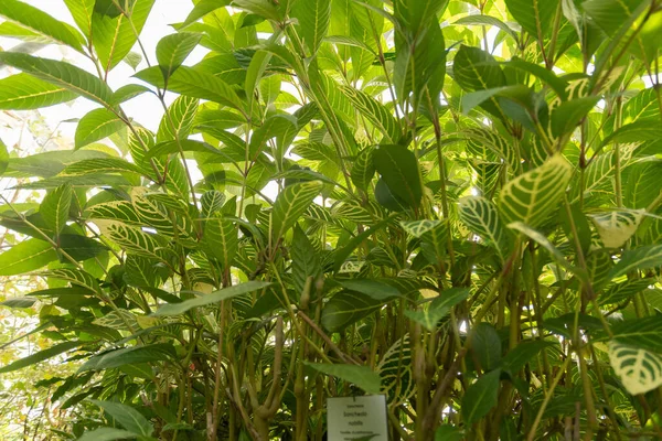 Mainau Alemanha Julho 2023 Planta Sanchezia Nobilis Uma Casa Tropical — Fotografia de Stock