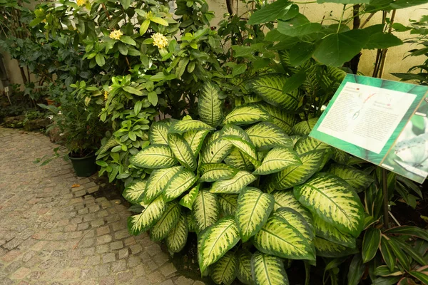 2023年7月20日 ドイツのマカナ エキゾチックな植物が熱帯の家で展示されています — ストック写真