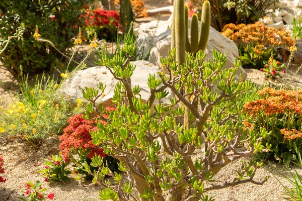 Mainau Juli 2023 Typische Wüstenpflanzen Werden Einem Hübschen Park Ausgestellt — Stockfoto