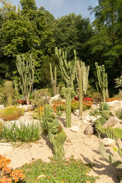 Mainau Germany July 2023 Different Cactus Variations Field Lovely Park — Stock Photo, Image