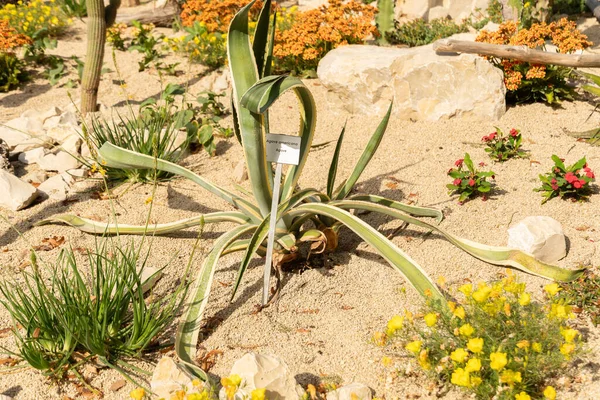 Mainau Germany July 2023 Typical Desert Plants Exhibited Pretty Park — Stock Photo, Image