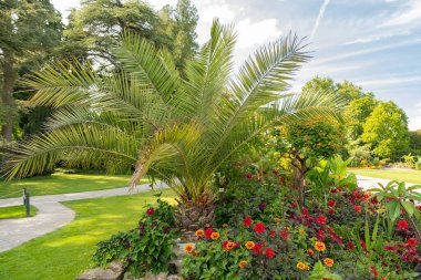 Mainau, Almanya, 20 Temmuz 2023 Büyüleyici çiçekler ve güzel bir parktaki farklı tarlalar