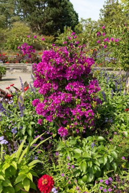 Mainau, Almanya, 20 Temmuz 2023 Büyüleyici çiçekler ve güzel bir parktaki farklı tarlalar