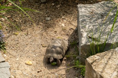 Mainau, Almanya, 20 Temmuz 2023 Güneşli bir günde parktaki küçük kaplumbağa