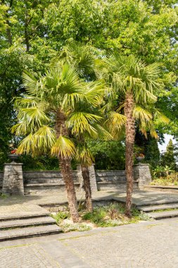 Mainau, Almanya, 20 Temmuz 2023 Güzel bir parkta egzotik palmiye ağaçları