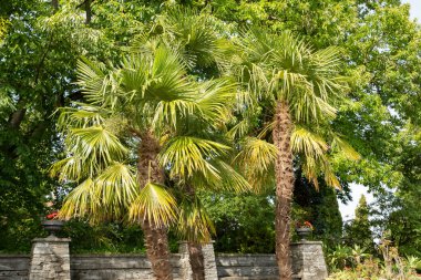 Mainau, Almanya, 20 Temmuz 2023 Güzel bir parkta egzotik palmiye ağaçları